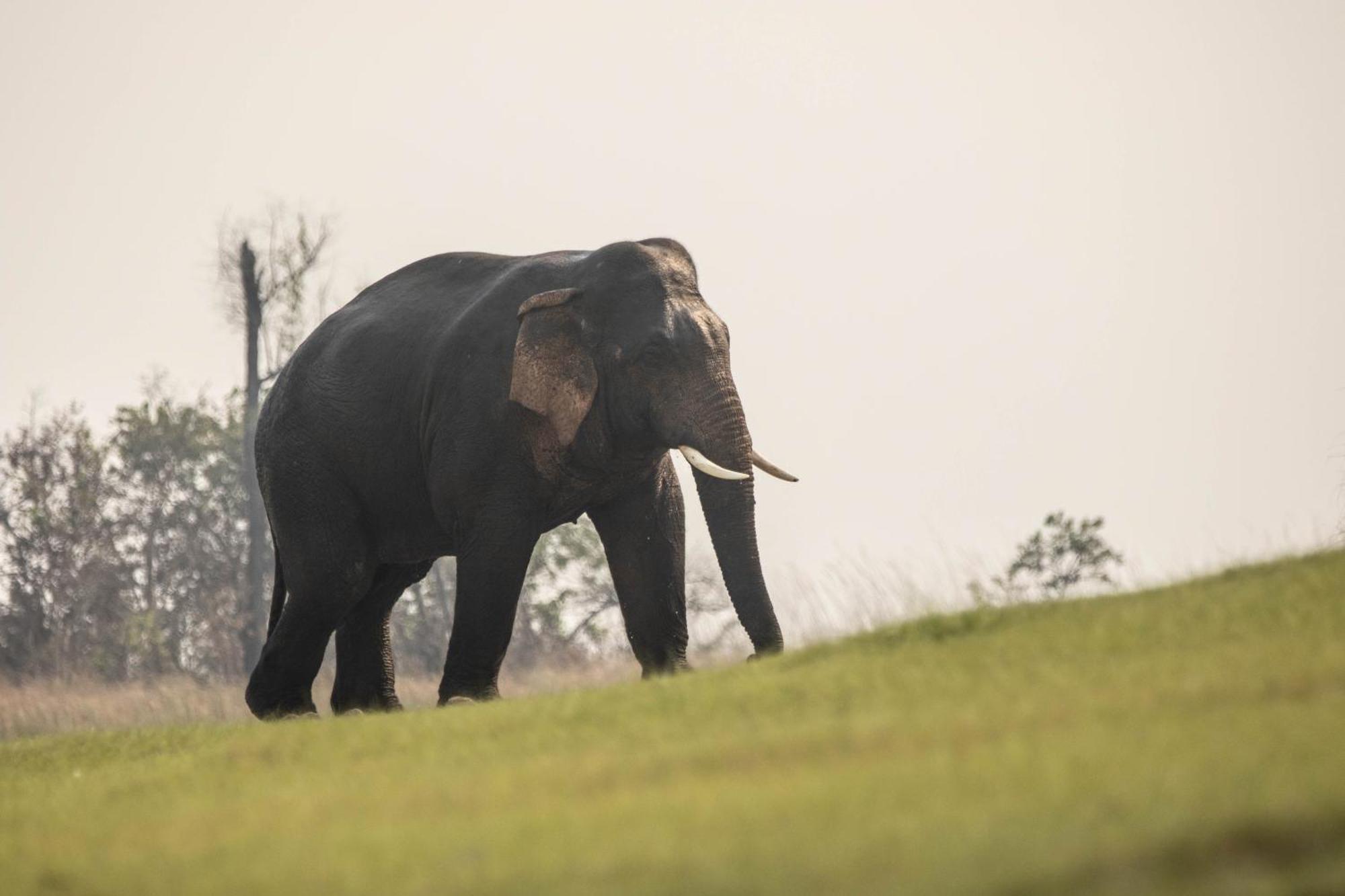 Wild Planet Eco Retreat Hotel Bardiya Exterior photo
